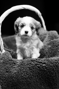 Puppy_02