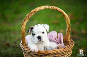 EnglishBulldogPuppy_01