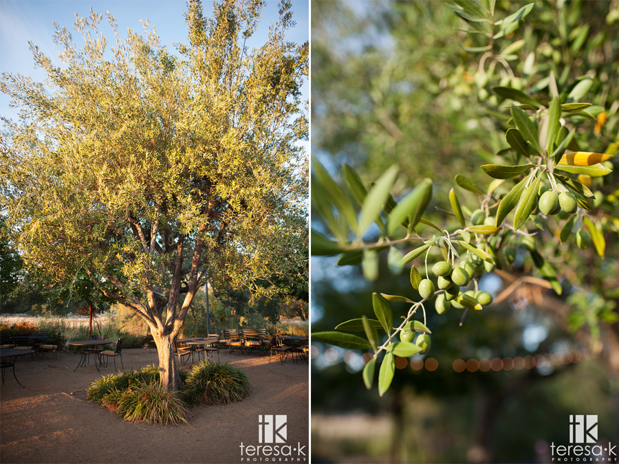 getting married under an olive tree