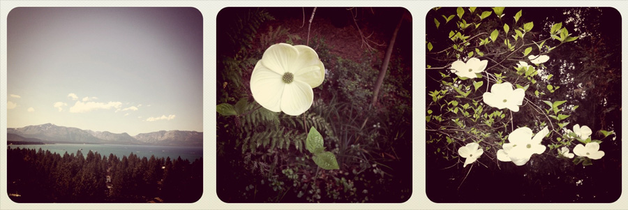professional iPhone images by Sacramento area photographer Teresa K best iPhone images in the Sacramento area