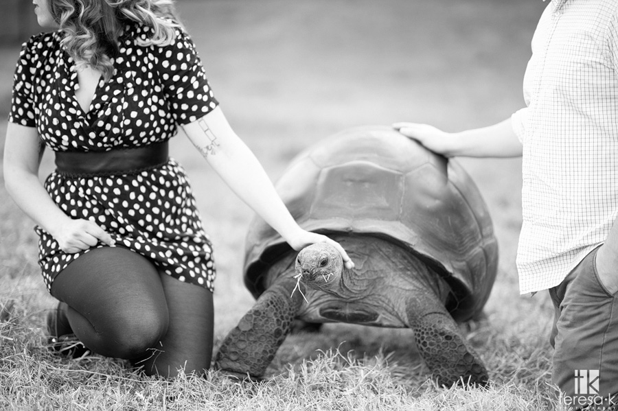 Oakland Engagement Session by Teresa K photography turtle at an engagement session