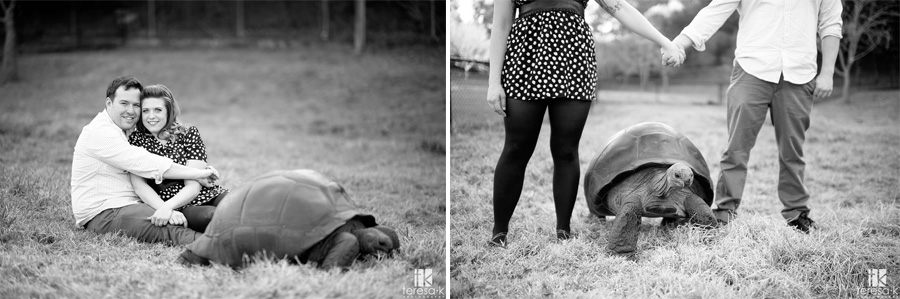 Oakland Engagement Session by Teresa K photography giant tortoise at the Oakland zoo