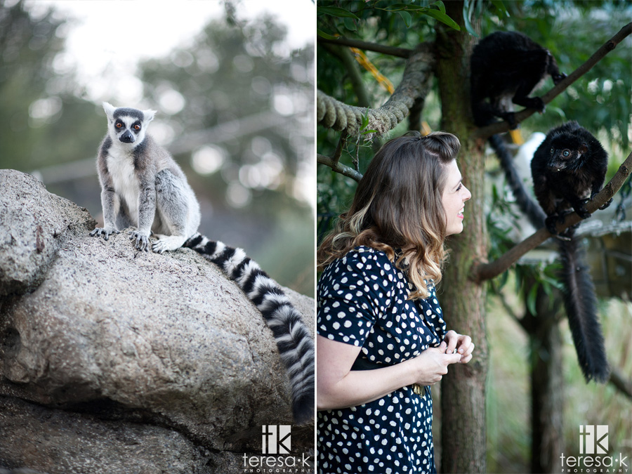 Oakland Engagement Session by Teresa K photography zoo sanctuary image of lemur