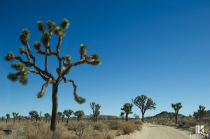 California_Desert_Road_Trip_32